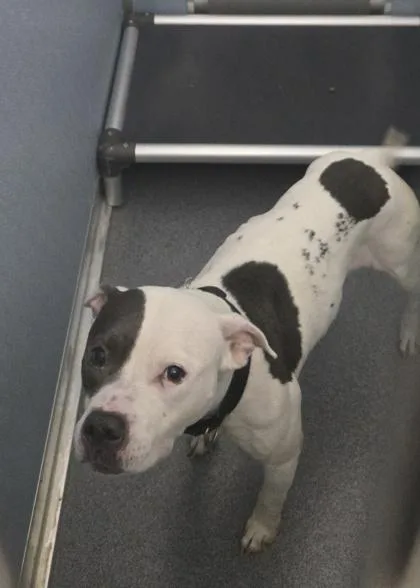 An adult medium-sized female Mixed Breed dog named Patches for adoption in West Chester, PA