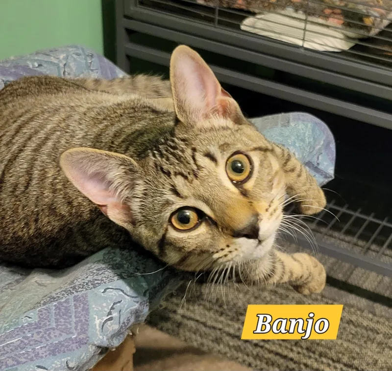 A baby medium-sized male Tabby (Brown / Chocolate) Domestic Short Hair cat named Banjo for adoption in Green Brook, NJ
