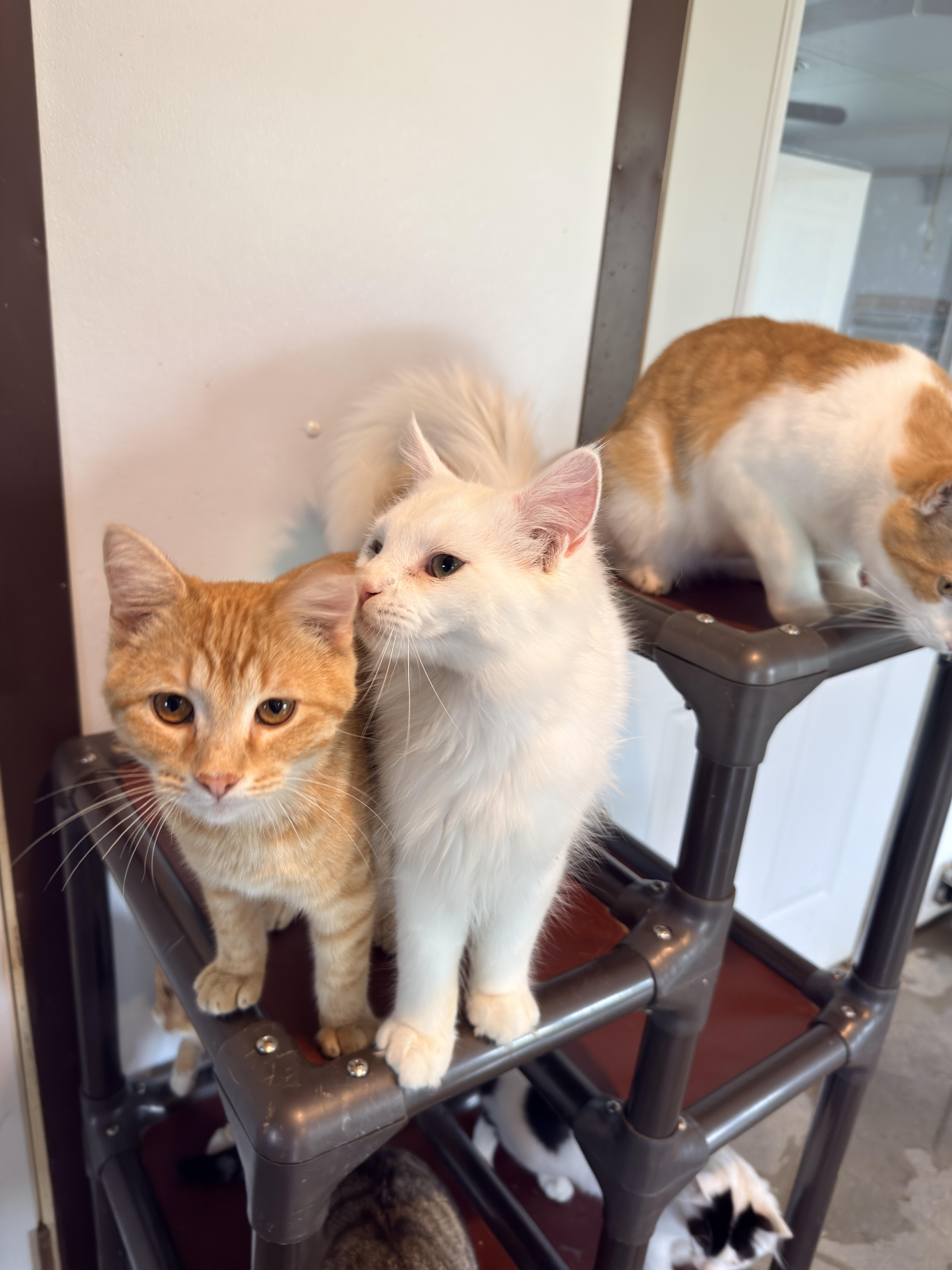 A young medium-sized male Domestic Medium Hair cat named Mimsy for adoption in Auburn, NE