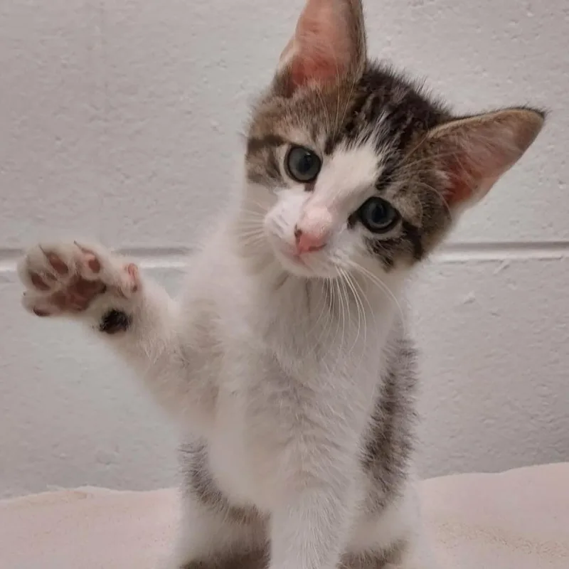 A baby small-sized male Black Domestic Short Hair cat named Rascal for adoption in Dayton, OH