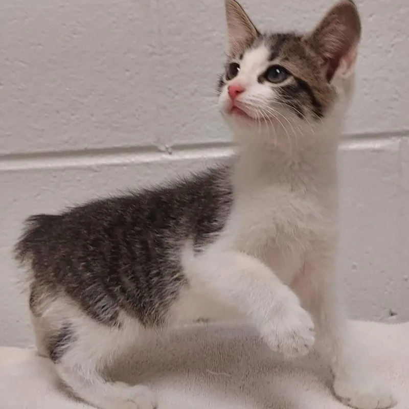 Rascal thumbnail 2