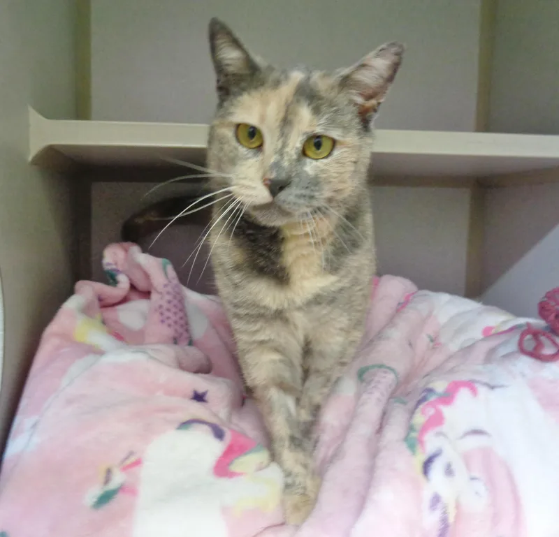 Rainbow Sprinkles thumbnail 2