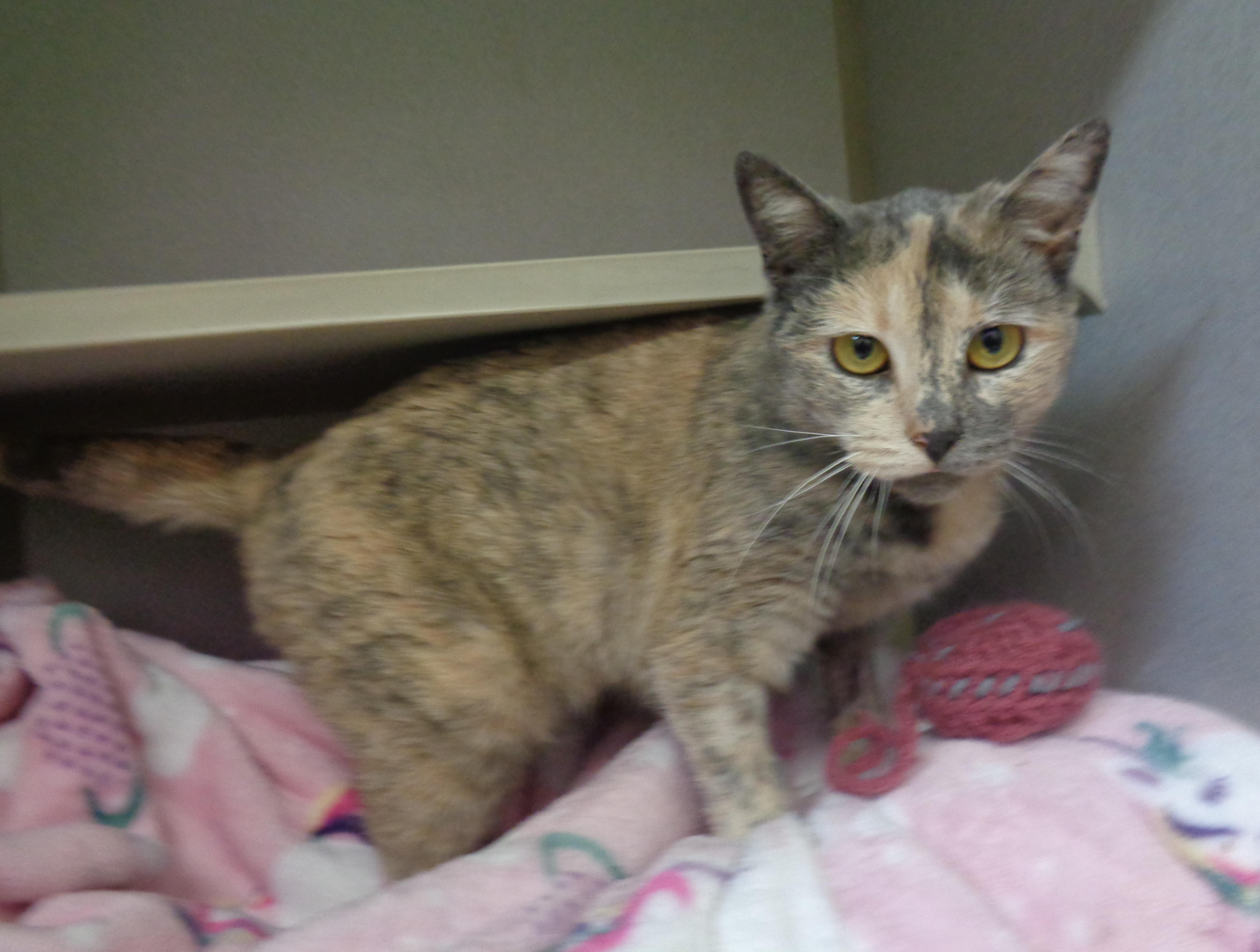 Rainbow Sprinkles thumbnail 3