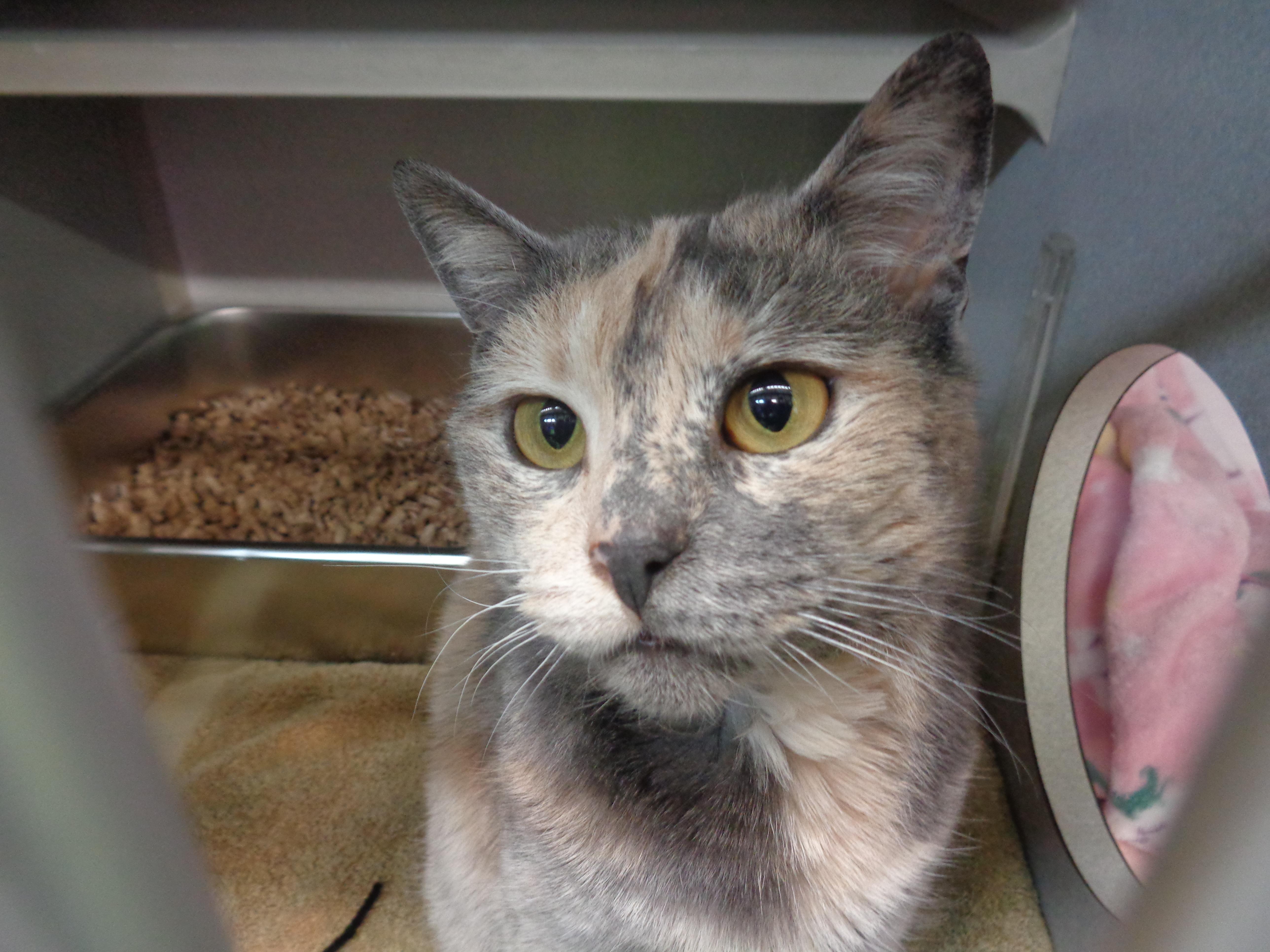 Rainbow Sprinkles thumbnail 4