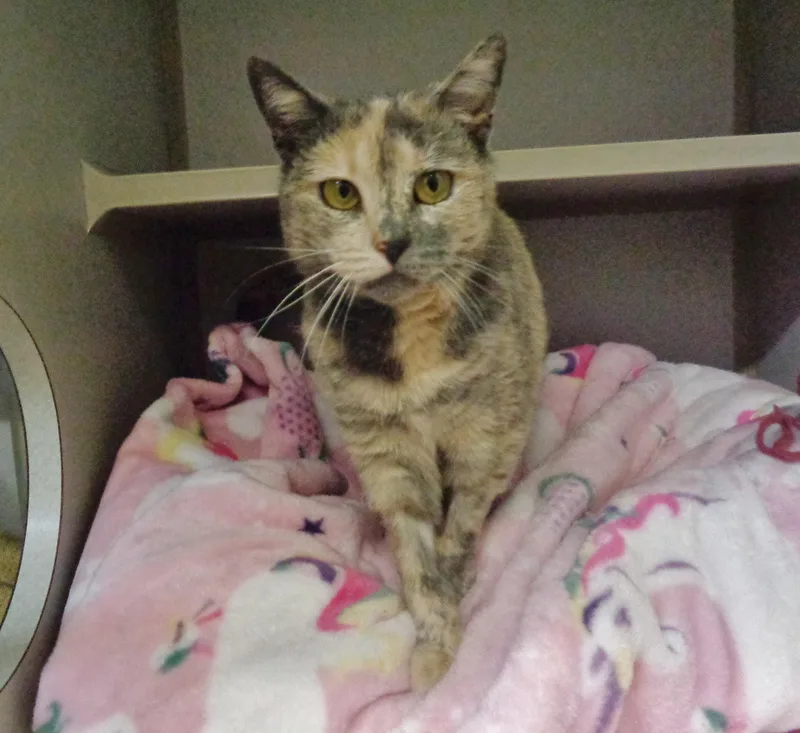 Rainbow Sprinkles thumbnail 5