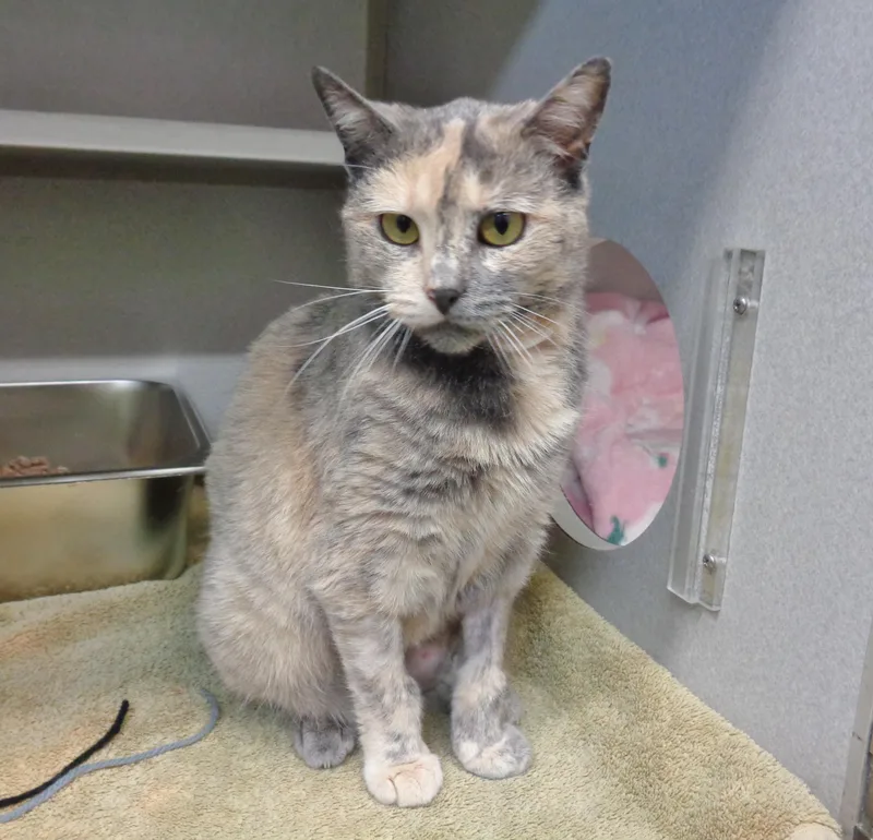 Rainbow Sprinkles thumbnail 6