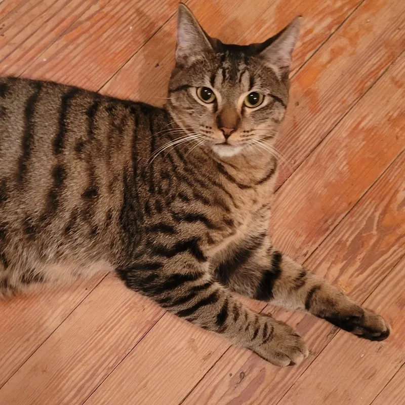 An adult large-sized male Domestic Short Hair cat named Marty   Loves for adoption in Savannah, GA