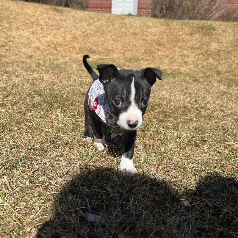 Roosevelt thumbnail 2