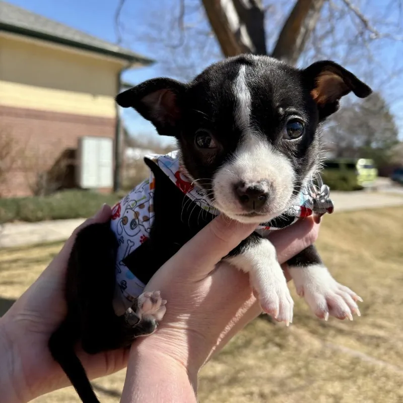 Roosevelt thumbnail 3