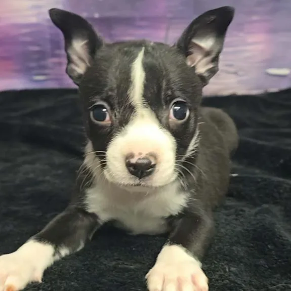 Roosevelt thumbnail 4