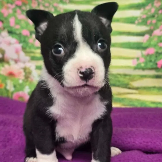 Roosevelt thumbnail 5