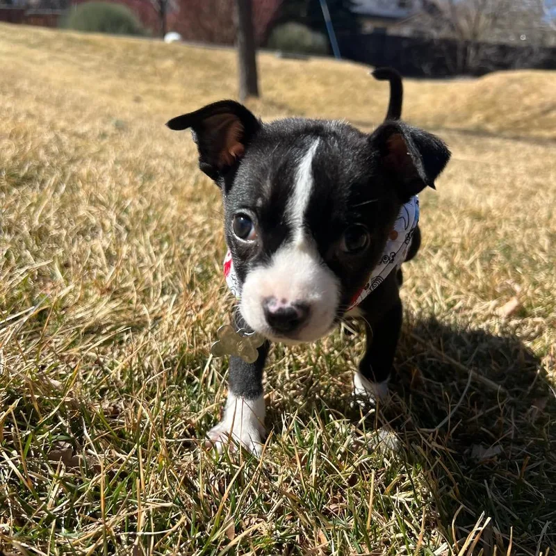 Roosevelt thumbnail 6