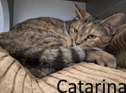 Catarina thumbnail 2