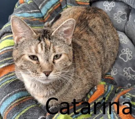 Catarina thumbnail 3