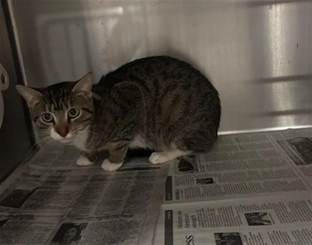 A young medium-sized female Domestic Short Hair cat named Meowna Lisa for adoption in Lancaster, CA