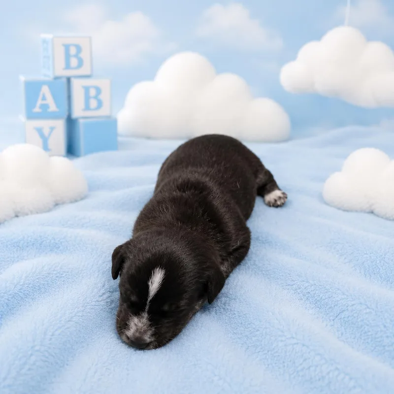 A baby medium-sized male Black Australian Cattle Dog / Blue Heeler dog named Bashful for adoption in Vernon, CT