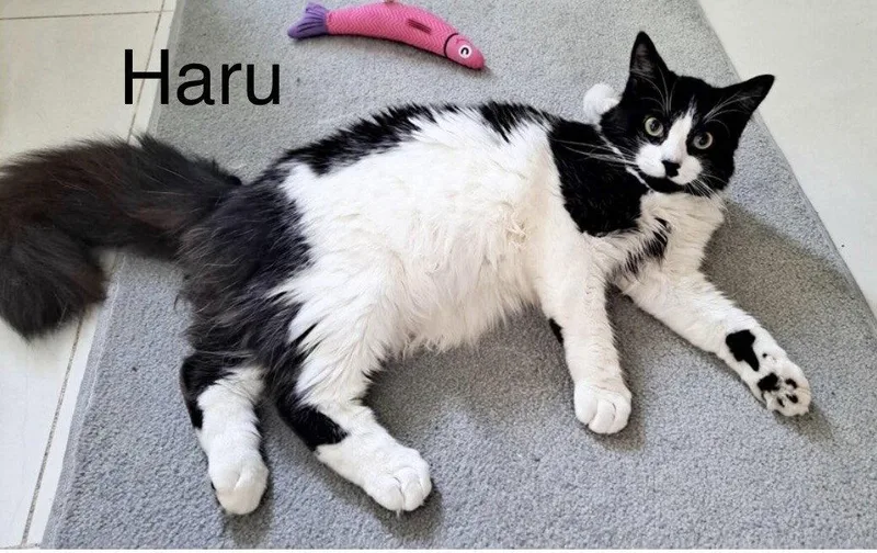A young large-sized male Maine Coon cat named Haru for adoption in Oakland Park, FL