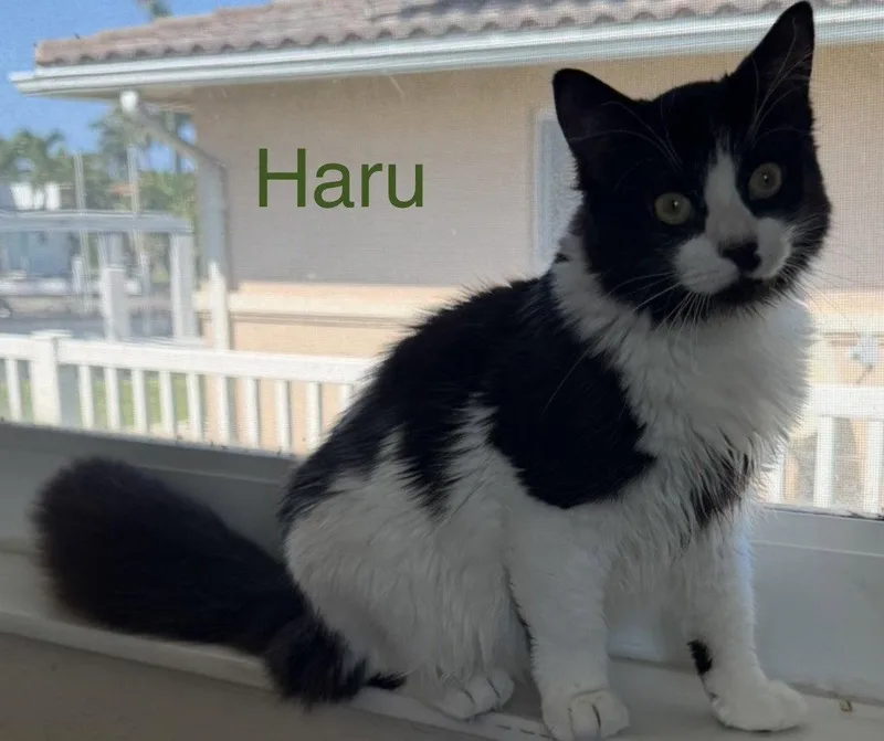 Haru thumbnail 2