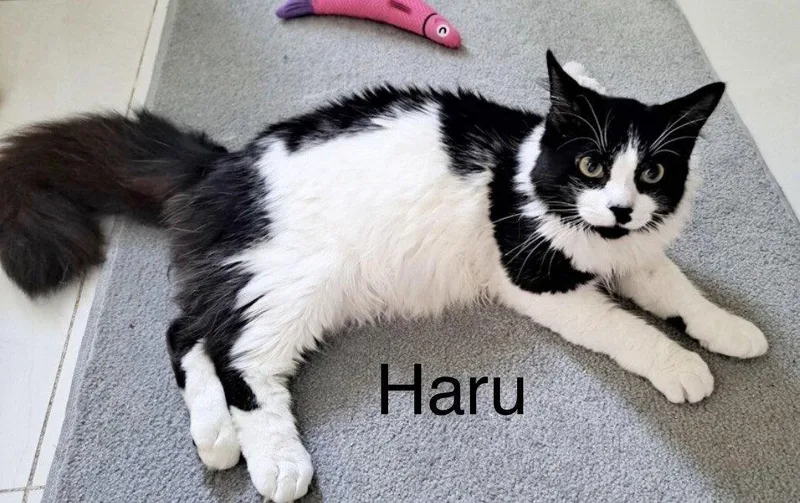 Haru thumbnail 3