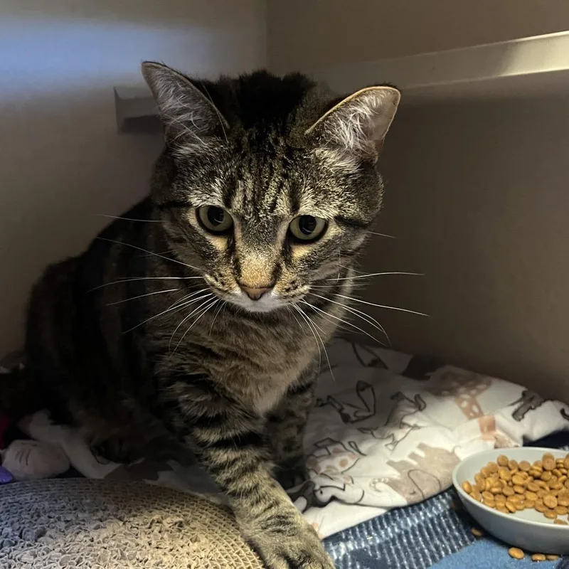 An adult large-sized male Brown / Chocolate Domestic Short Hair cat named Fish for adoption in Providence, RI
