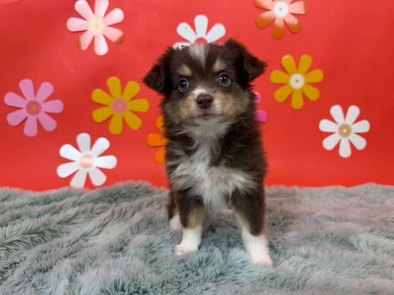 A baby small-sized female Chihuahua dog named Elegy for adoption in Phoenix, AZ