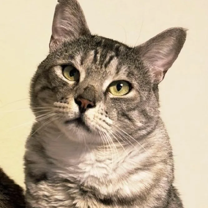 An adult large-sized male Tabby (Brown / Chocolate) Tabby cat named Nobu for adoption in Woodland Hills, CA