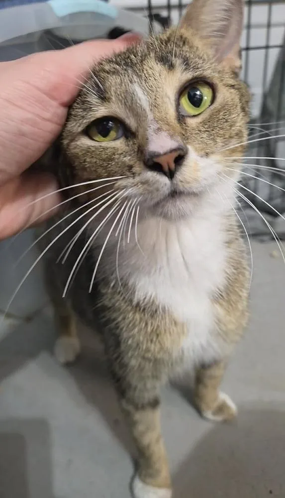 An adult small-sized female Domestic Short Hair cat named Jewel for adoption in Virginia Beach, VA