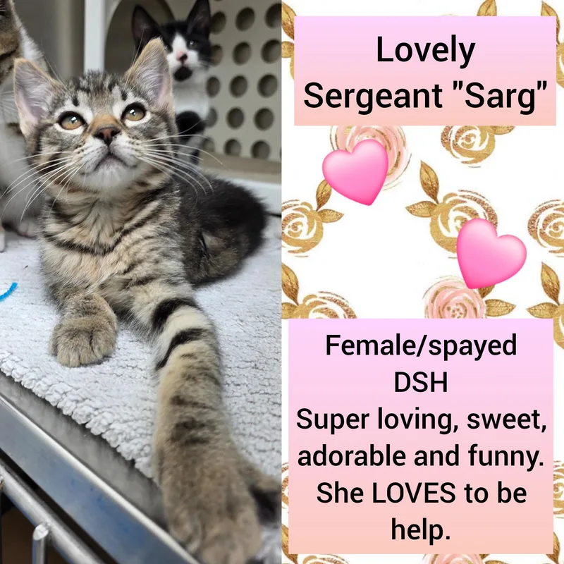 A baby medium-sized female White Domestic Short Hair cat named Sargent "Sarg" for adoption in Beaverton, OR