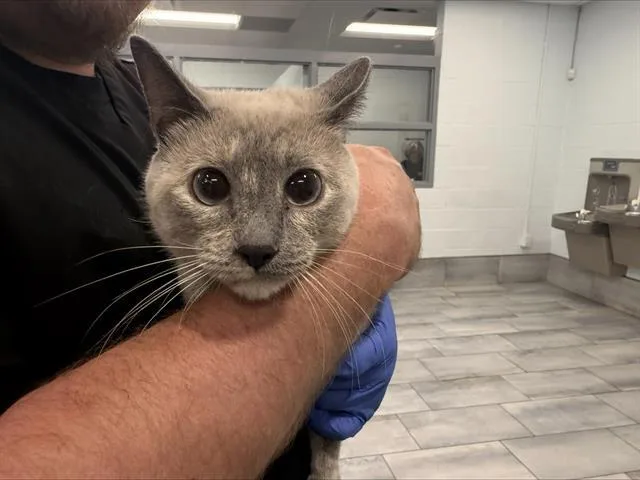 A young small-sized female Domestic Short Hair cat named Mali for adoption in Charlotte, NC