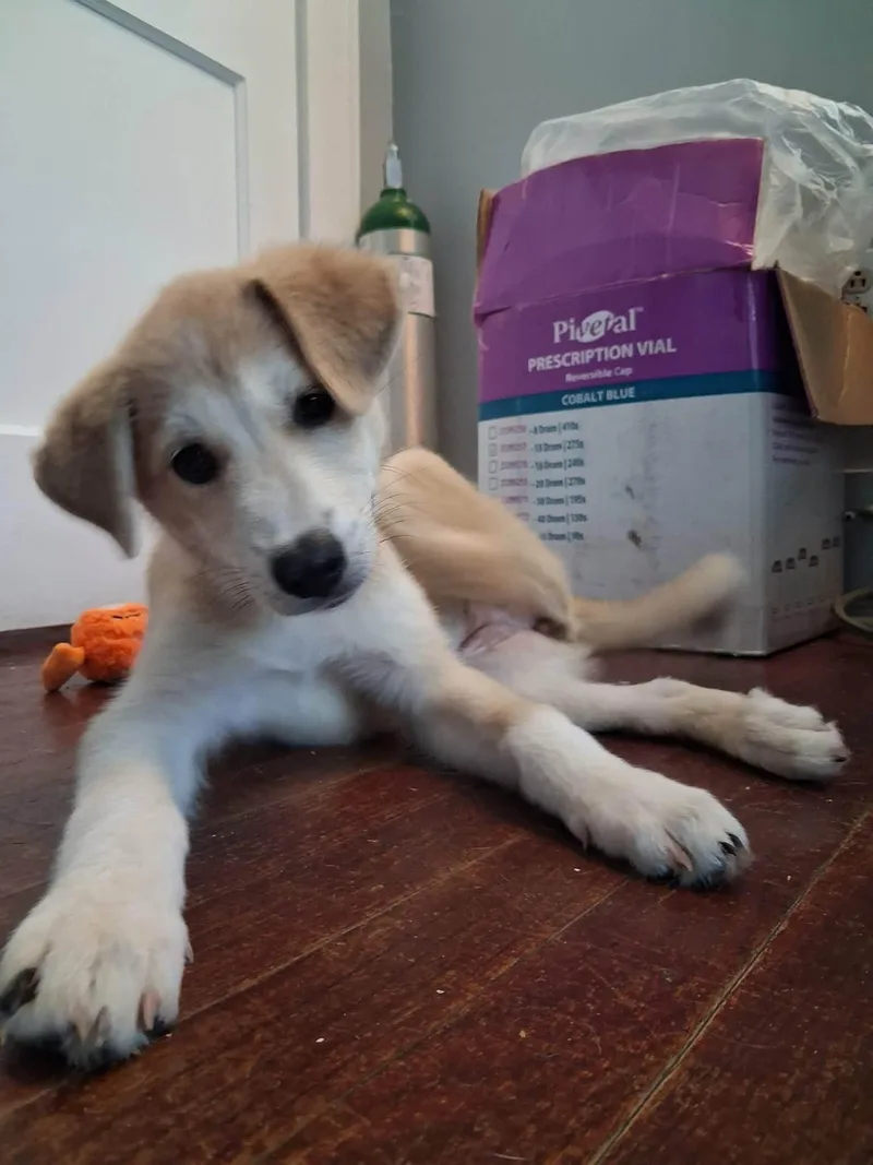 A baby medium-sized female Mixed Breed dog named Lady Fluffernutter for adoption in Memphis, TN