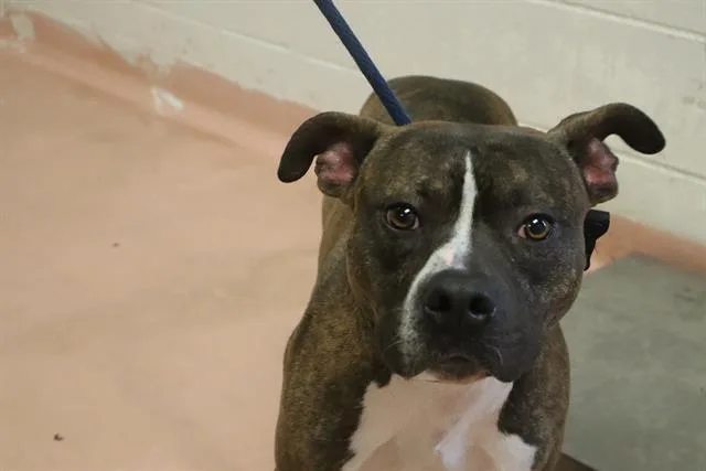 A young medium-sized male Mixed Breed dog named Brightside for adoption in Columbia, SC