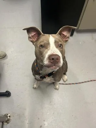 An adult medium-sized male Mixed Breed dog named LeBron James for adoption in West Chester, PA