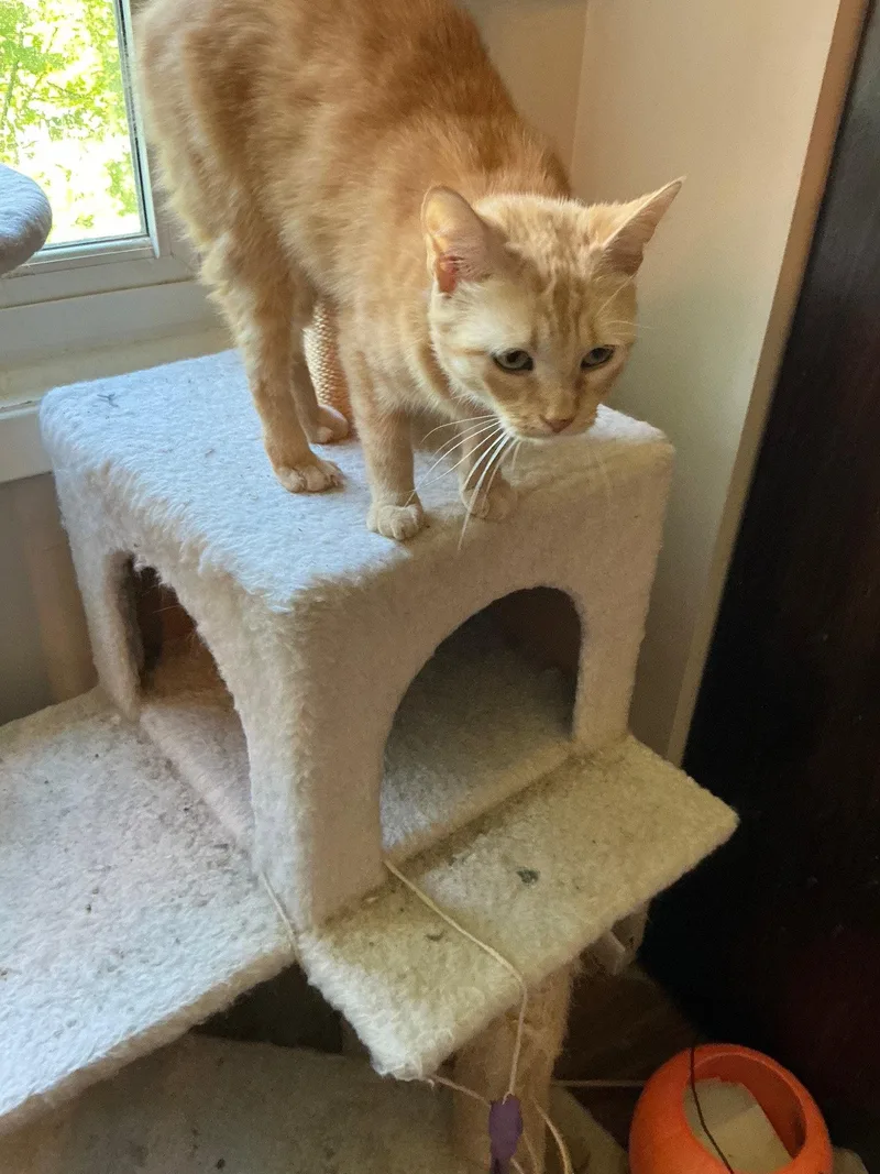 An adult medium-sized female Orange / Red Domestic Short Hair cat named Sunny for adoption in Wheaton, IL