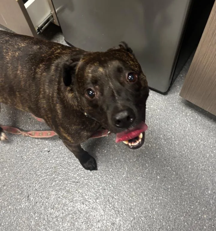 An adult large-sized female Mixed Breed dog named Jupiter for adoption in Greenfield, IN