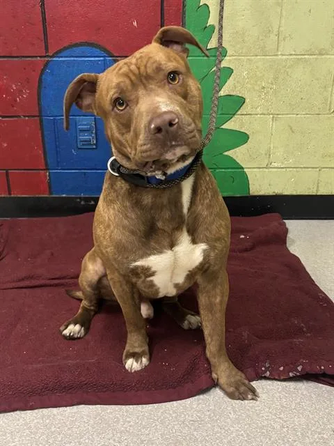 A young large-sized male Pit Bull Terrier dog named Houdini for adoption in Indianapolis, IN