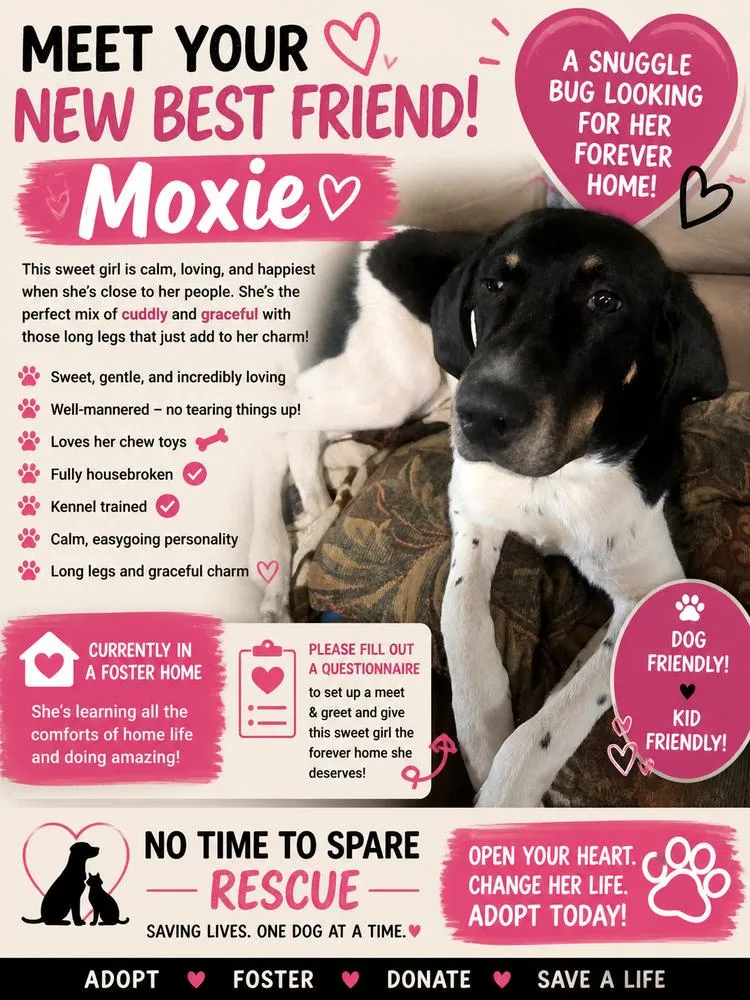 A young large-sized female Black and Tan Coonhound dog named Moxie for adoption in Warrenton, MO