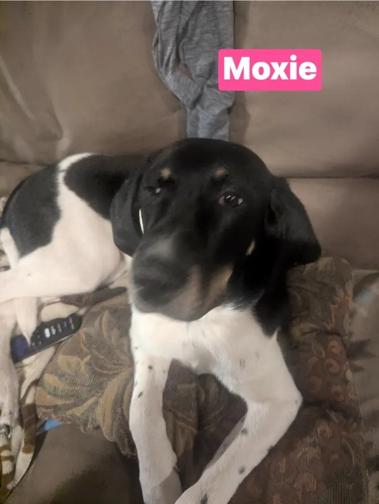 Moxie thumbnail 2