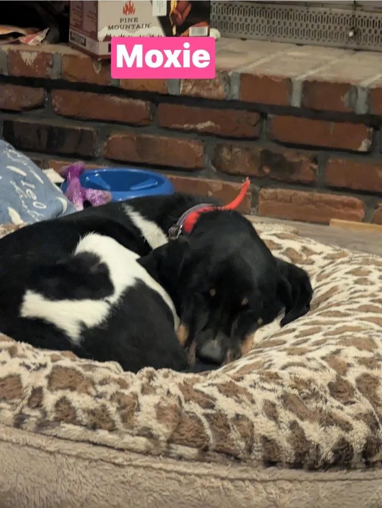 Moxie thumbnail 3