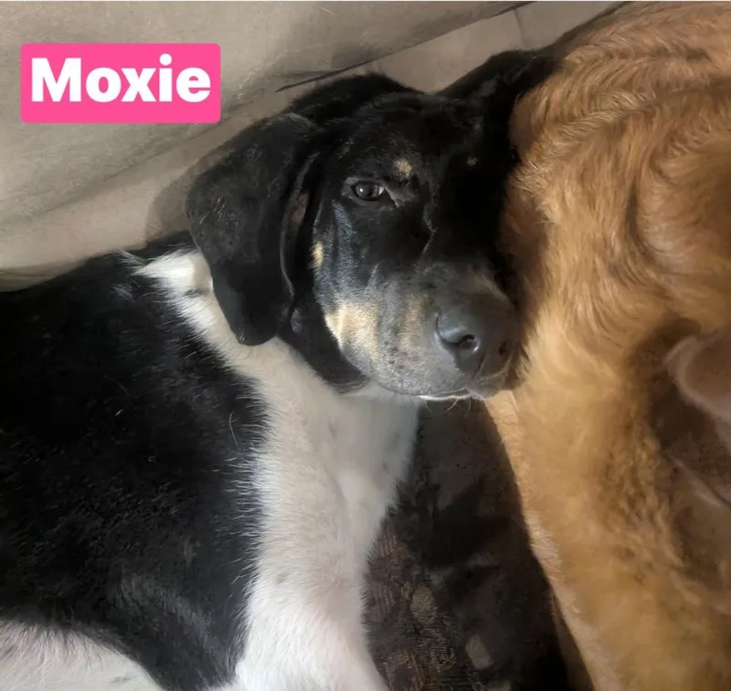 Moxie thumbnail 4