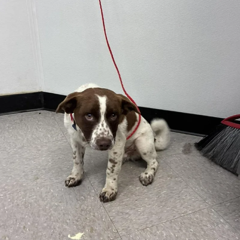 A young small-sized male White / Cream Cattle Dog dog named Mr. Moo for adoption in Bastrop, TX