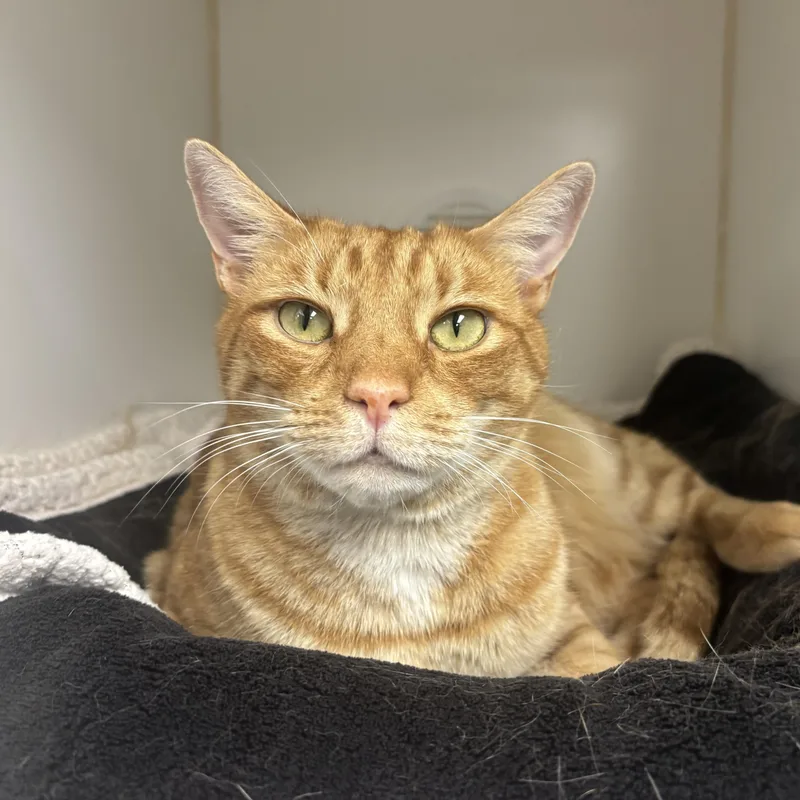 An adult large-sized male Domestic Short Hair cat named Jimmy John for adoption in Reisterstown, MD