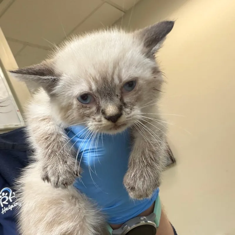 A baby small-sized male Cream / Ivory Siamese cat named 71377 for adoption in Harrisonburg, VA
