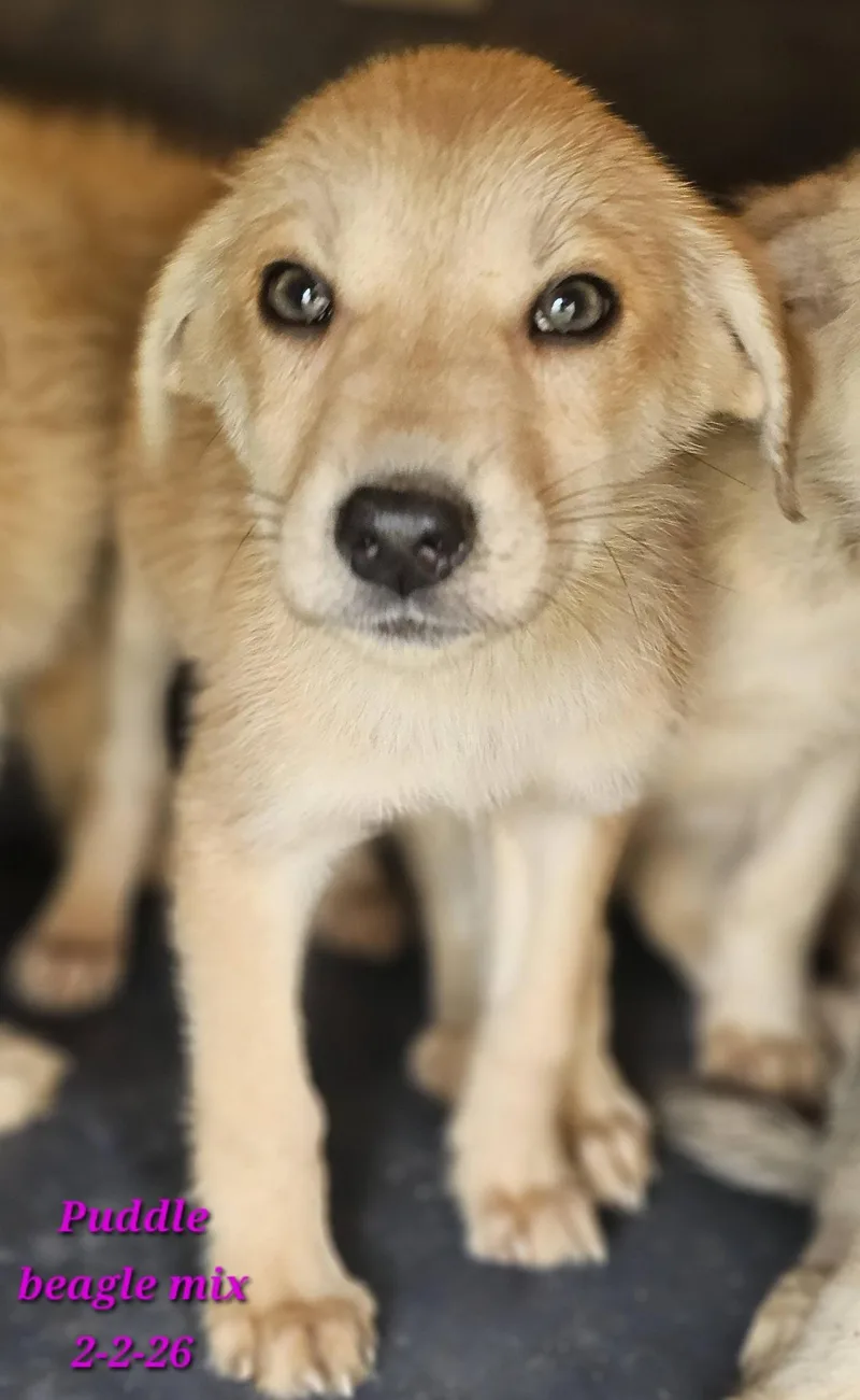 A baby medium-sized female Apricot / Beige Beagle dog named Puddle for adoption in Fort Payne, AL