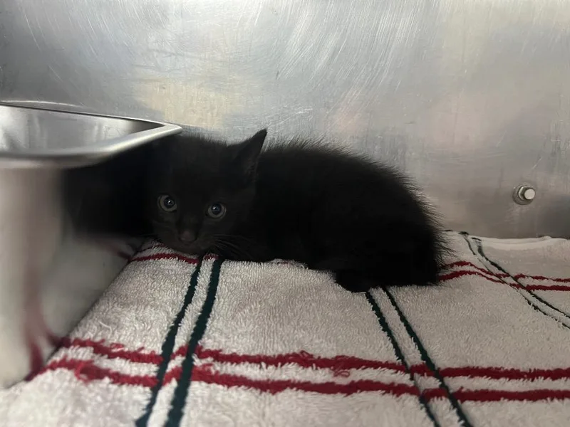 A baby medium-sized male Domestic Short Hair cat named Postie for adoption in Murray, KY