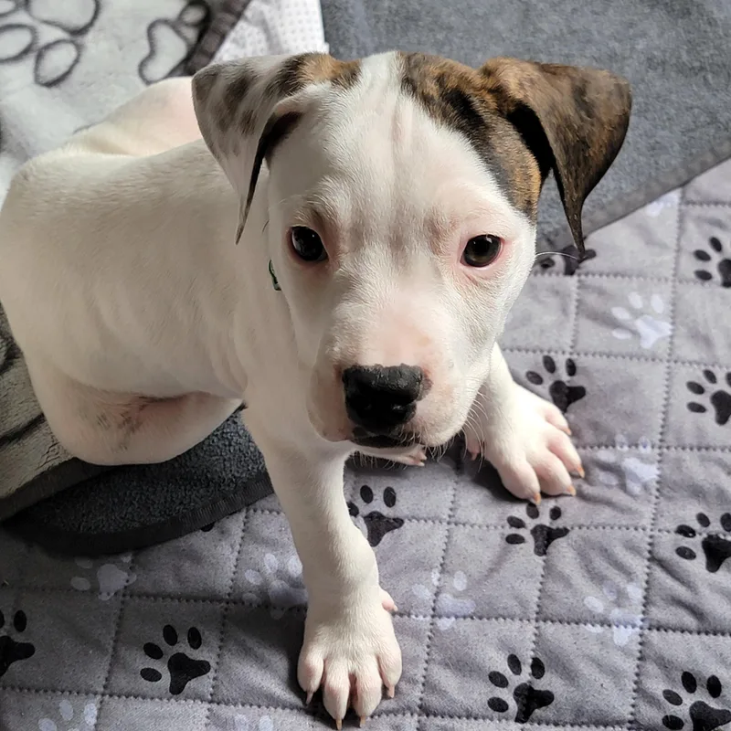 A baby medium-sized male White / Cream Boxer dog named Spritz for adoption in Joliet, IL