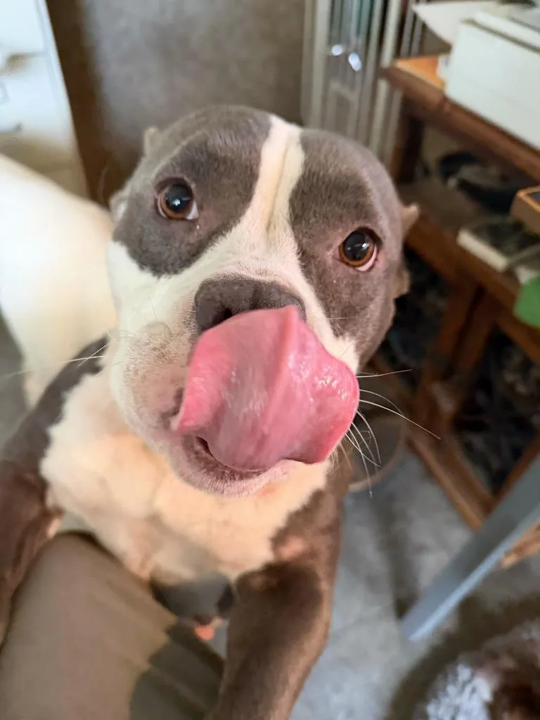 An adult medium-sized female Staffordshire Bull Terrier dog named Dior for adoption in Farmersville, TX