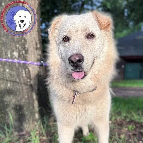 A young large-sized female White / Cream Great Pyrenees dog named Mandeline for adoption in Spring, TX