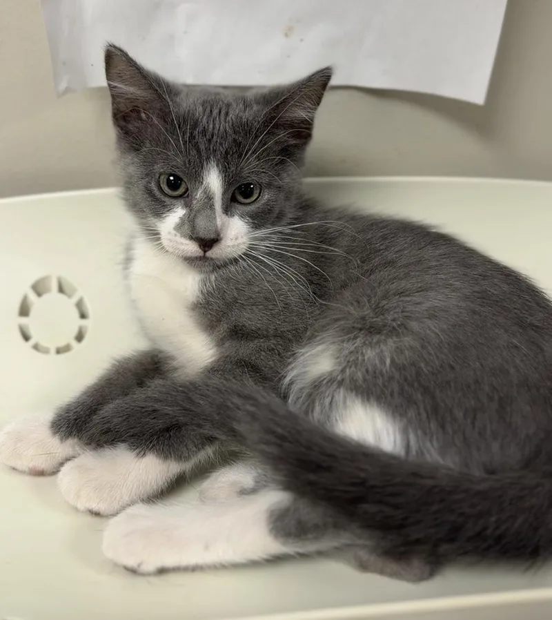 A baby medium-sized female Gray & White Domestic Short Hair cat named Angelica for adoption in Bemidji, MN