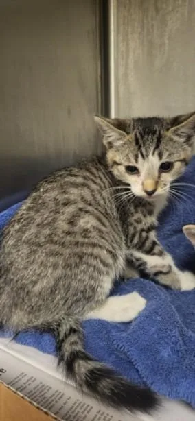A baby small-sized male Domestic Short Hair cat named Hot Dog for adoption in Van Nuys, CA