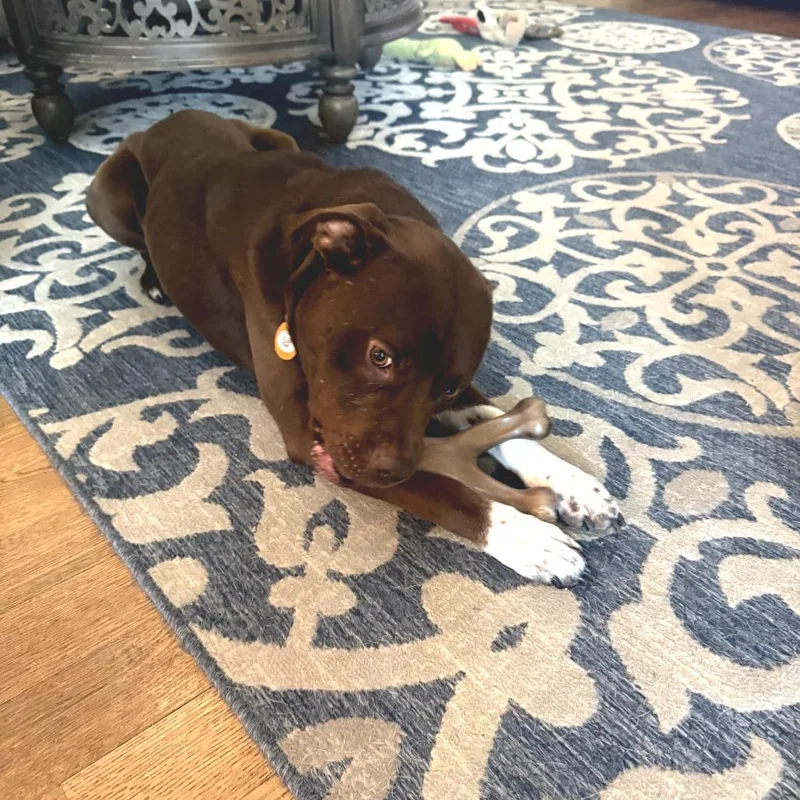 An adult medium-sized male Brown / Chocolate Mixed Breed dog named Pawc for adoption in Bartlett, TN
